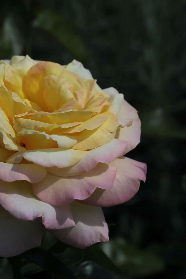 Красивая роза сорт Глория Дэй с бутоном