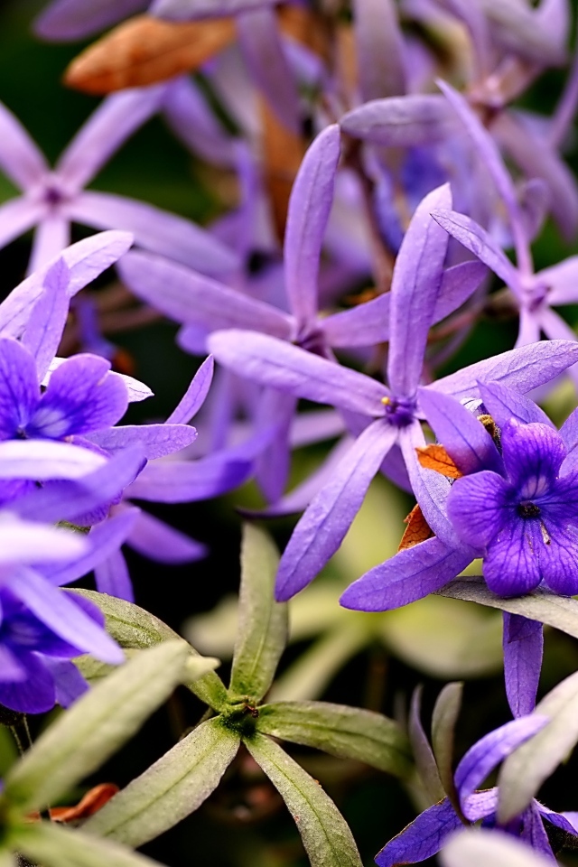 Красивые маленькие сиреневые цветы