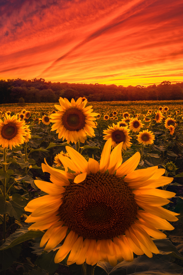 Красивый закат солнца над полем с желтыми подсолнухами