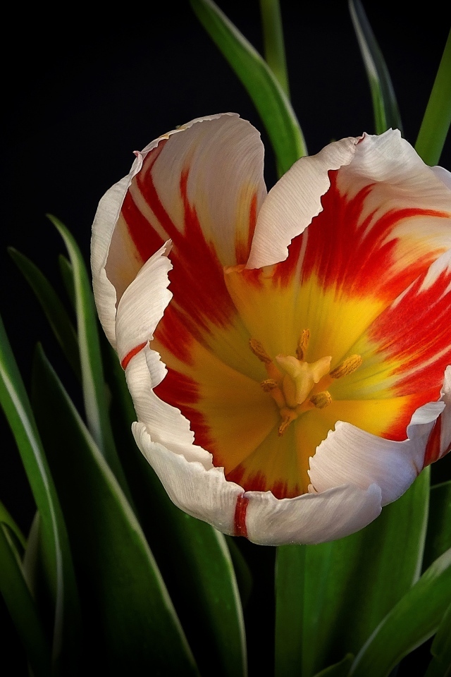 Красивый тюльпан с зелеными листьями на черном фоне