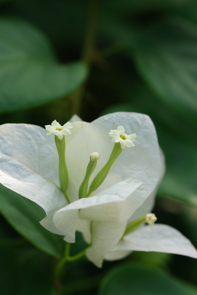 Красивый белый цветок бугенвиллия