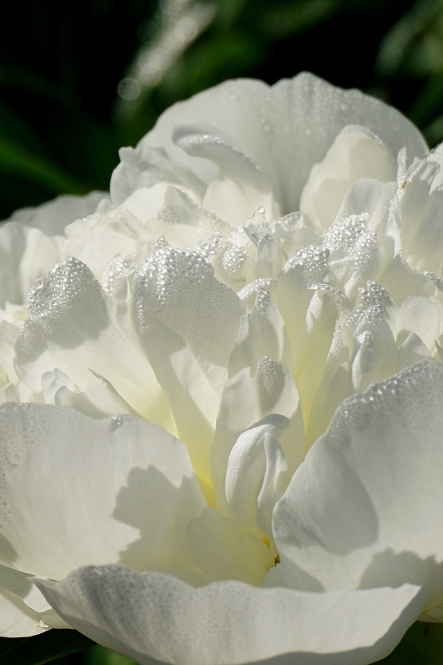 Красивый белый пион в каплях росы