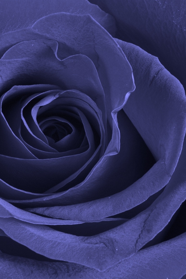 Большая синяя роза крупным планом