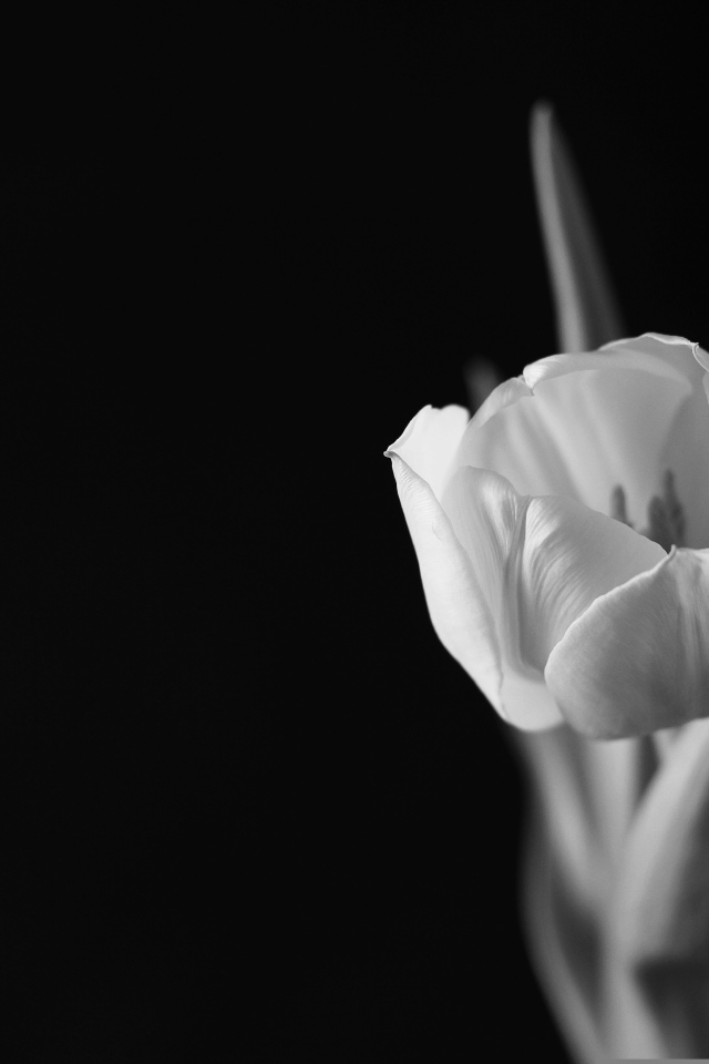 Черно-белое фото тюльпана