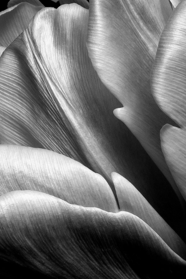 Черно-белое фото тюльпана