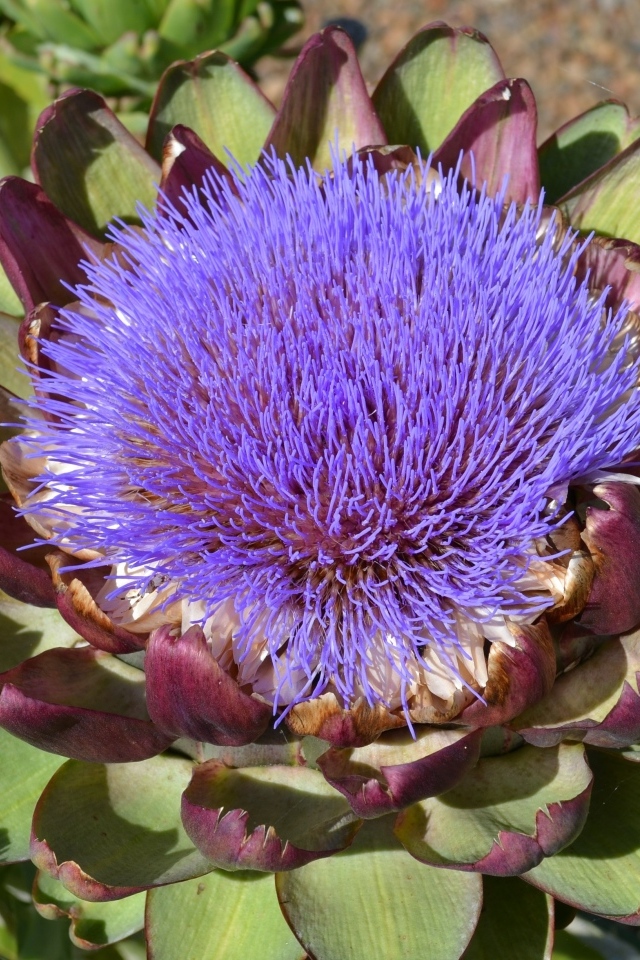 Цветущий артишок на огороде