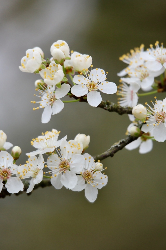 Цветущая ветка вишни весной крупным планом