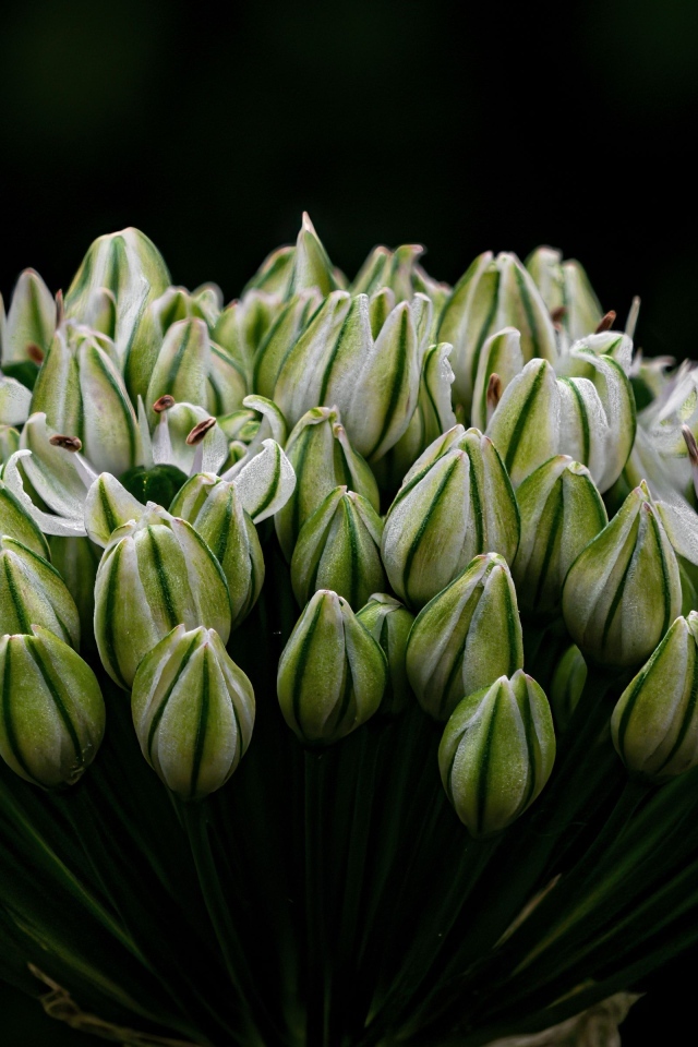 Распускающийся цветок на черном фоне