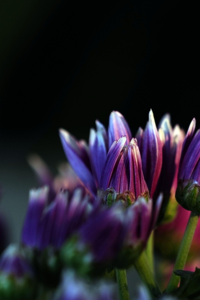 Распускающиеся сиреневые цветы хризантемы