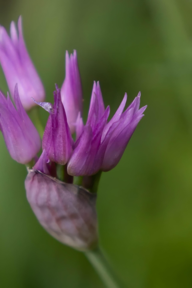 Распускающийся сиреневый цветок африканского лука