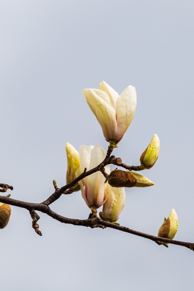 Распускающиеся цветы магнолии на сером фоне