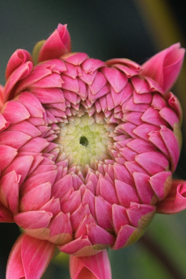 Распускающийся розовый цветок георгина