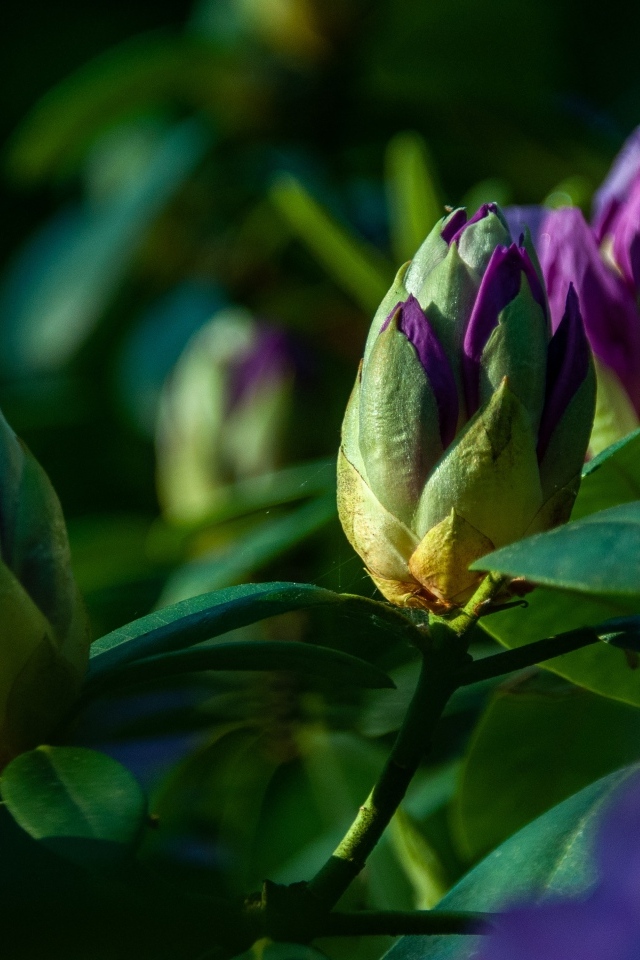 Распускающийся цветок рододендрона