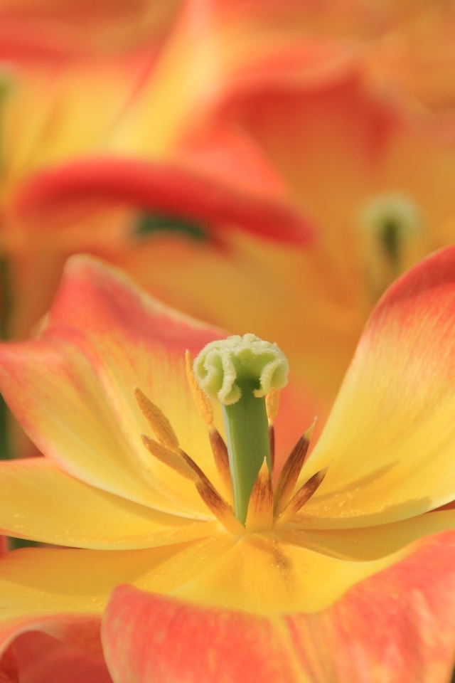 Распустившийся цветок тюльпана 