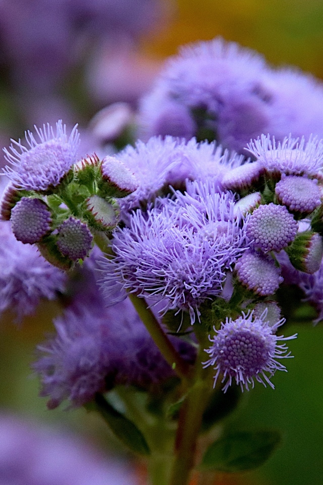 Синие цветы агератум на клумбе