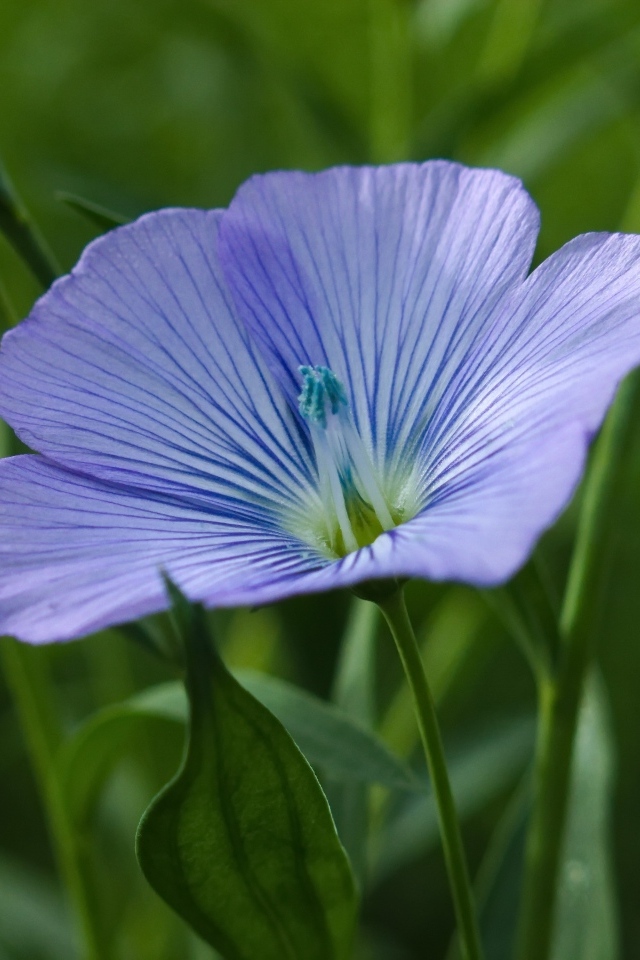 Голубой цветок льна в зеленой траве