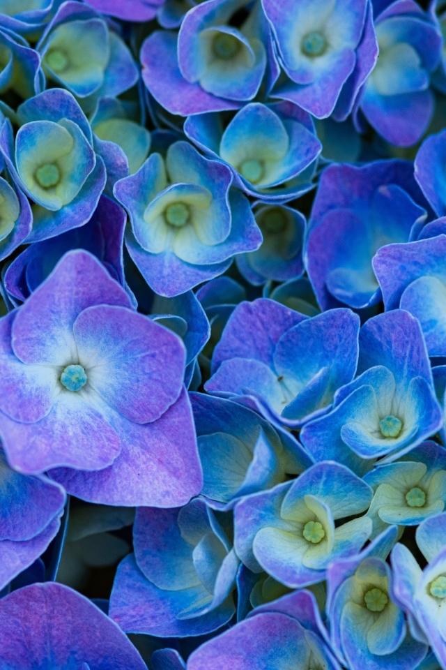 Синие цветы гортензии крупным планом