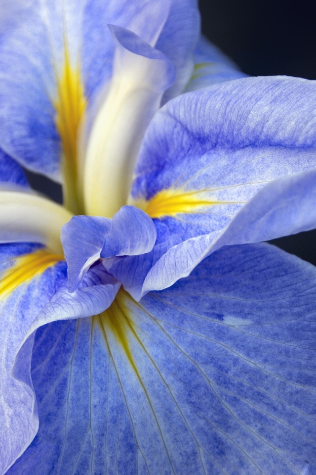 Синий цветок ириса на черном фоне крупным планом