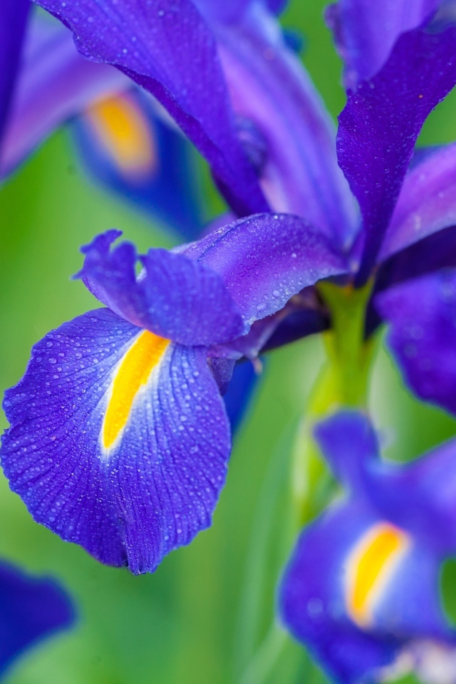 Синие цветы ириса крупным планом