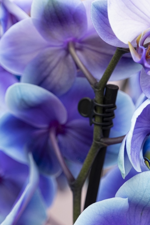 Голубые цветы орхидеи крупным планом