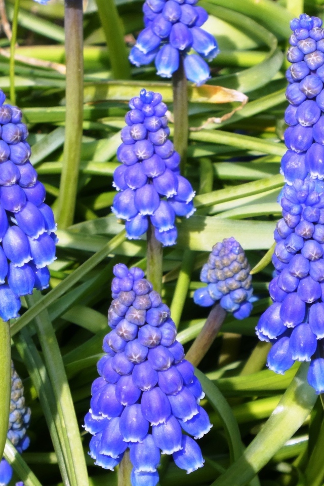 Синие маленькие садовые цветы мускари крупным планом