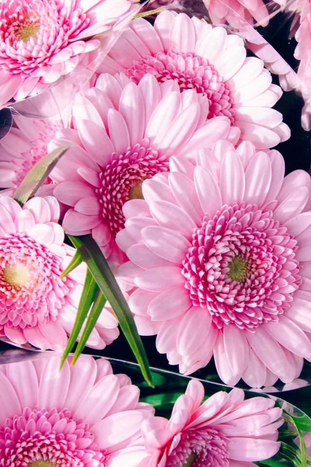 Букет красивых розовых цветов герберы