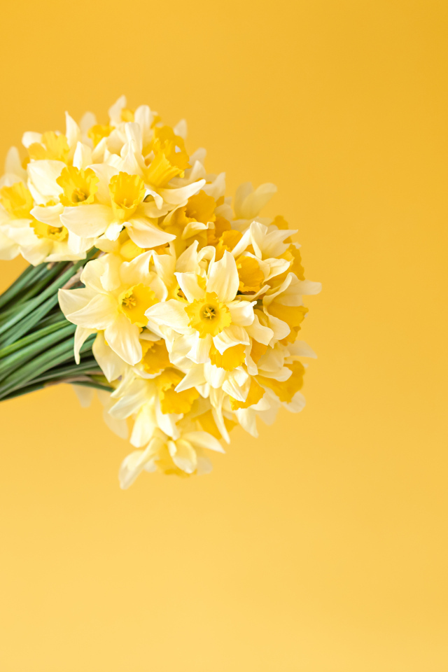 Букет нарциссов в руке на желтом фоне