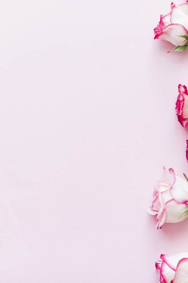 Букет нежных роз на розовом фоне, шаблон