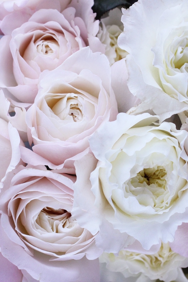 Букет розовых и белых цветов розы вблизи