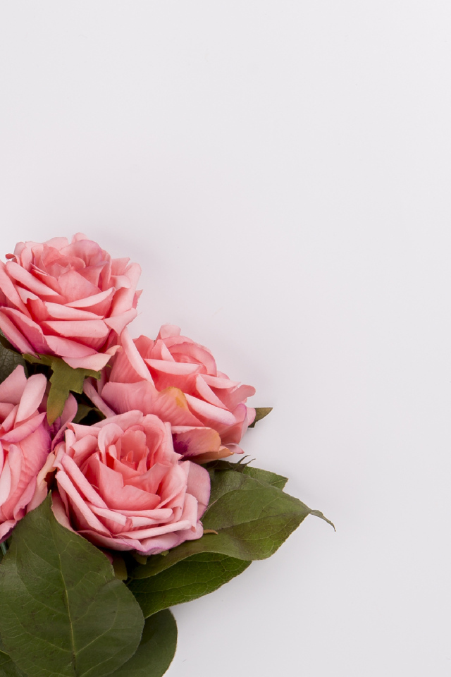 Букет розовых роз на сером фоне, шаблон 