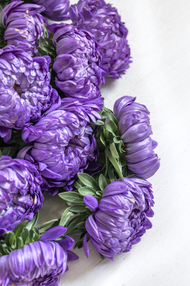 Букет фиолетовых цветов астры на белом фоне