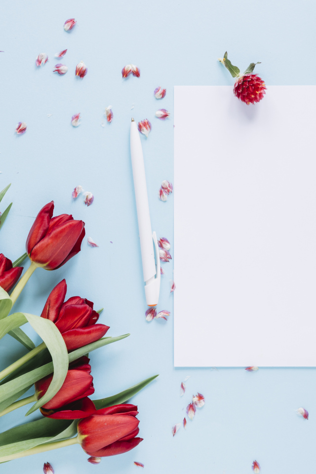 Букет красных тюльпанов с белыми листами на голубом фоне, шаблон 