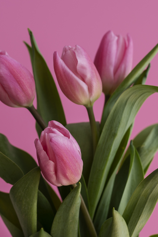 Букет весенних тюльпанов на розовом фоне