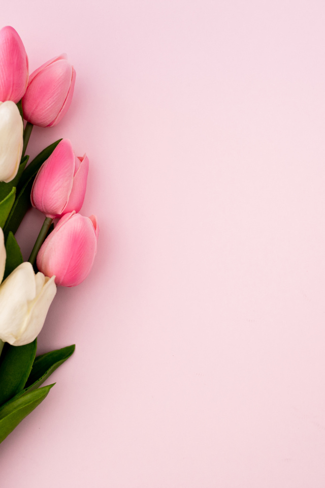 Букет белых и розовых тюльпанов на розовом фоне