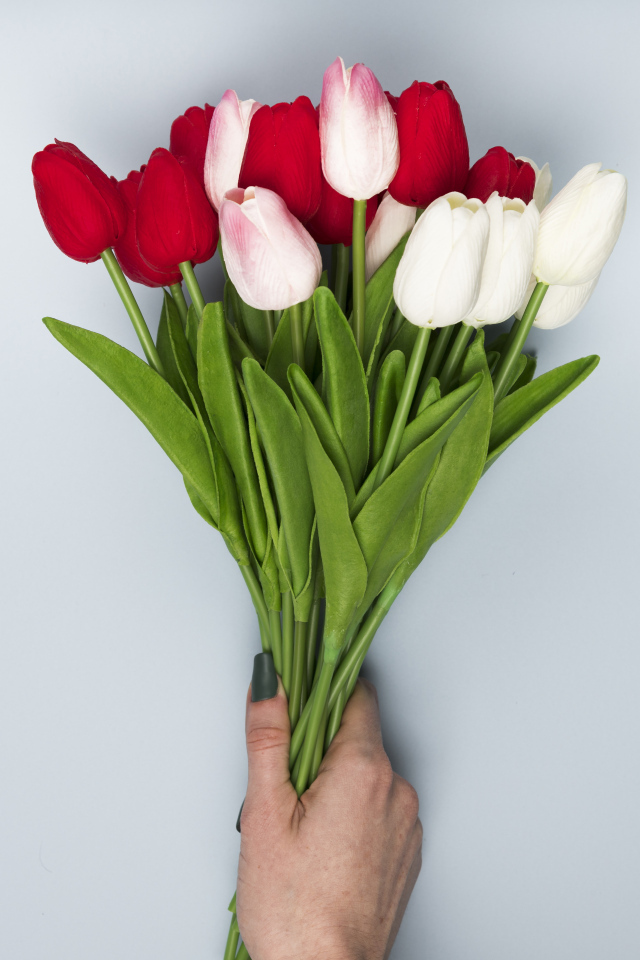 Букет белых и красных цветов тюльпана на сером фоне