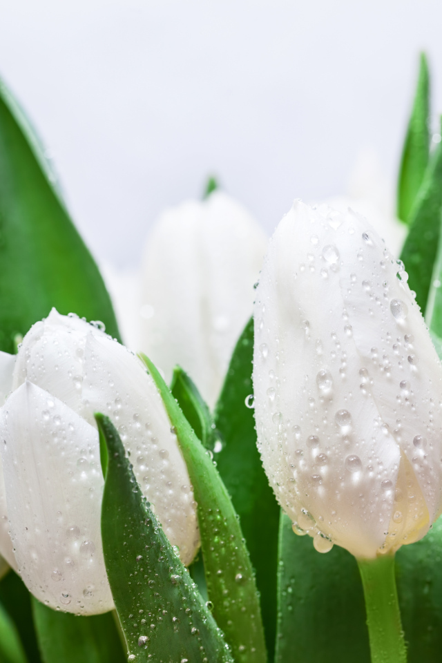 Букет белых тюльпанов с зелеными листьями в каплях дождя
