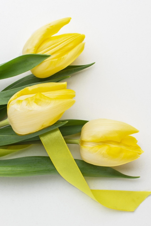 Букет желтых тюльпанов с ленточкой на сером фоне