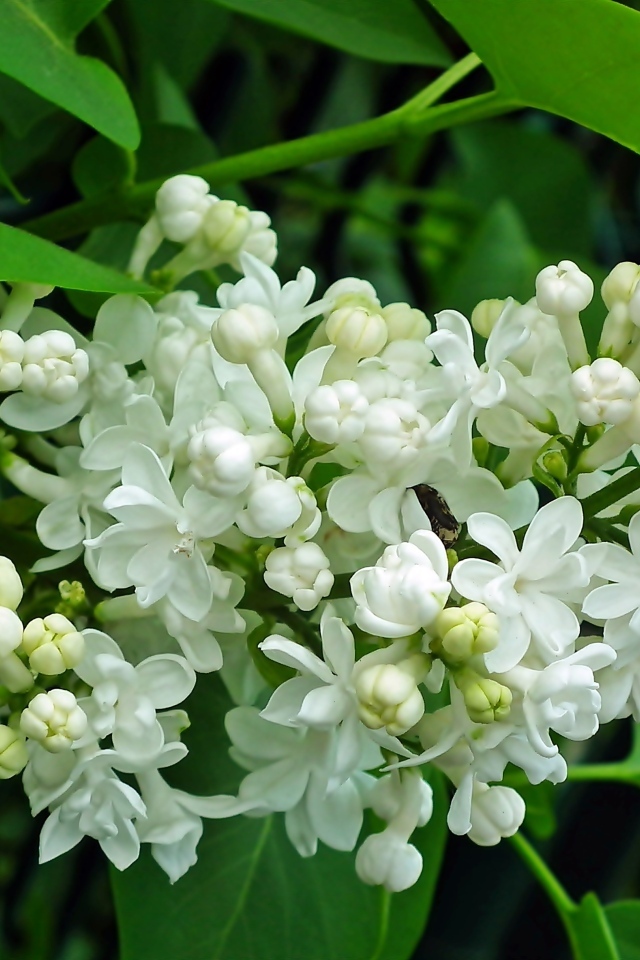 Ветка с нежными белыми цветами сирени