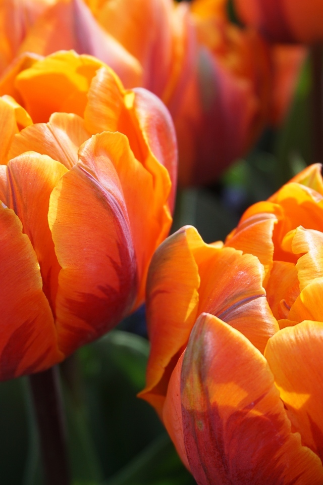 Яркие оранжевые тюльпаны крупным планом