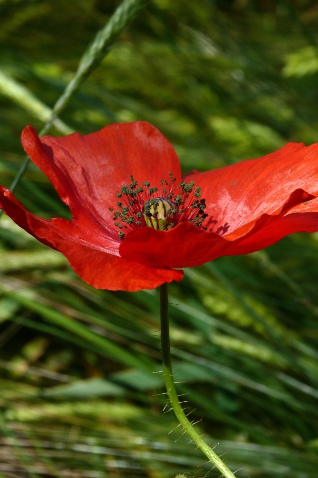 Яркий алый мак в зеленой траве вблизи
