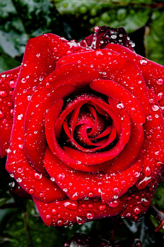 Яркая алая роза в каплях дождя с зелеными листьями