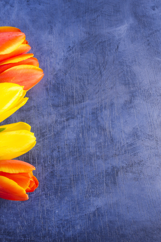 Яркие тюльпаны на синем фоне