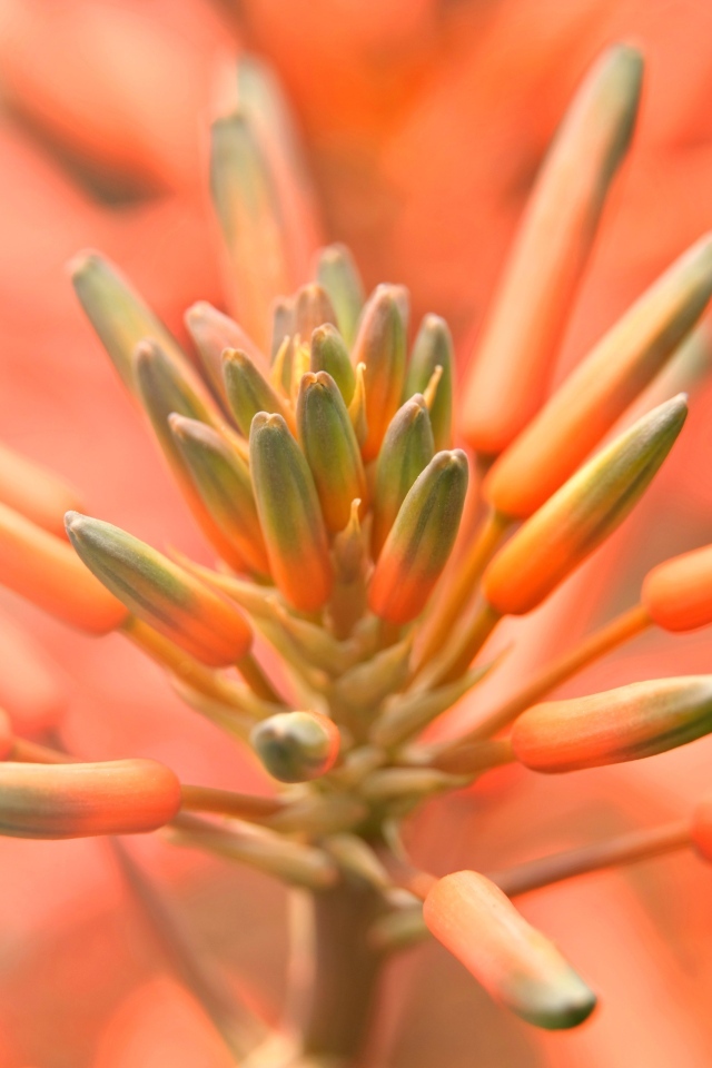 Бутоны оранжевого комнатного цветка лилии