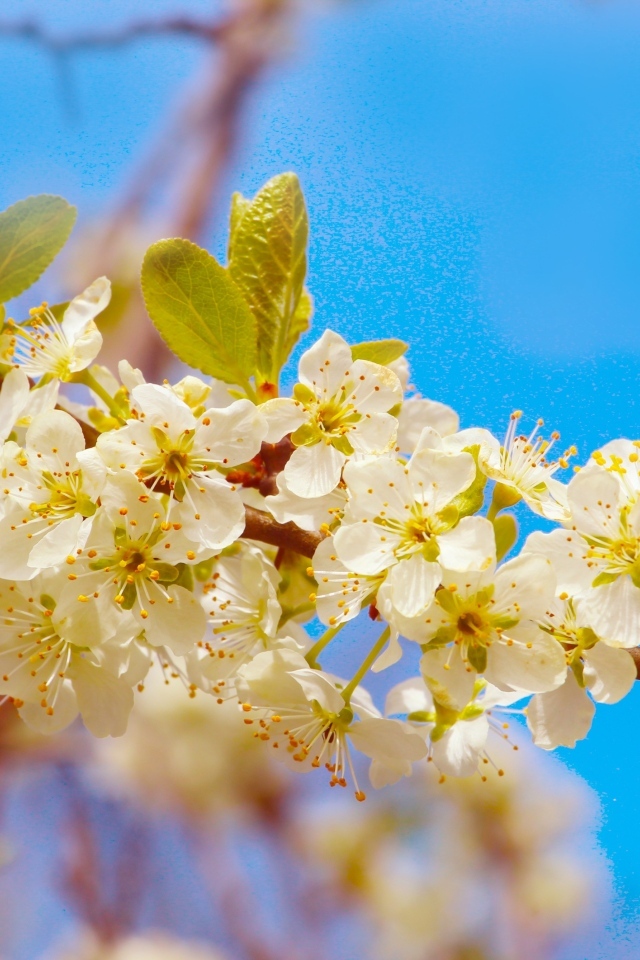 Ветка черешни с крупными цветами на фоне неба