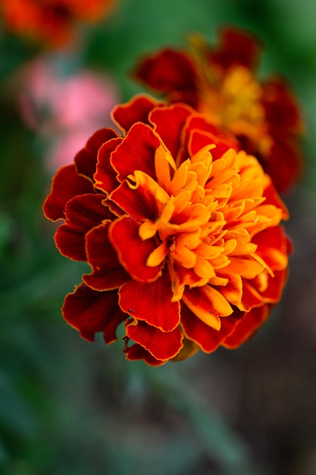 Цветок садового бархатца крупным планом