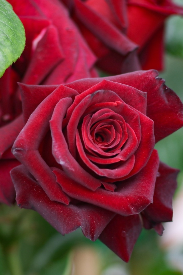 Бордовые чайные розы на клумбе крупным планом