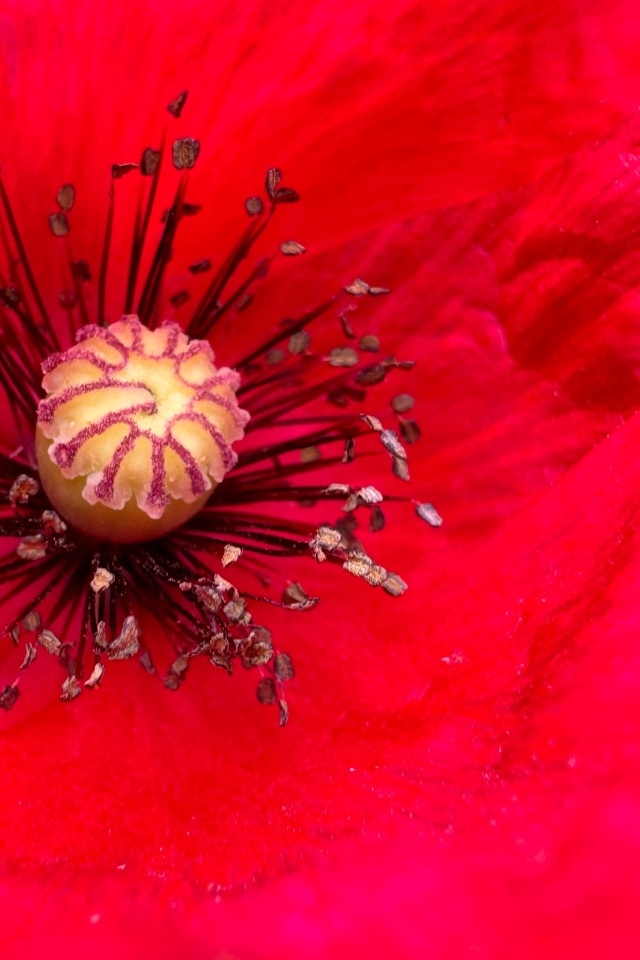 Серединка большого красного мака крупным планом