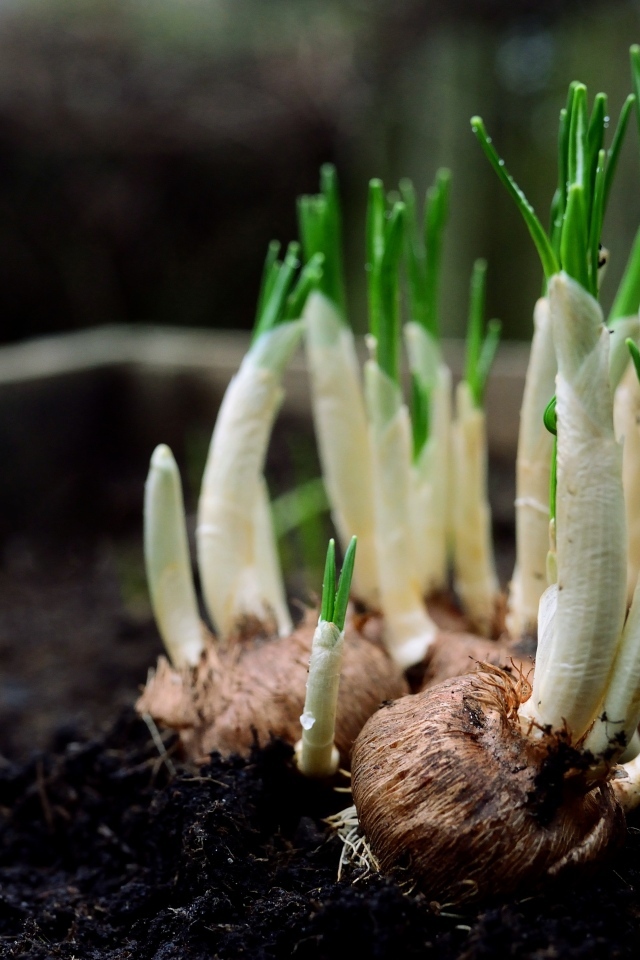 Цветы крокуса с зелеными листьями крупным планом