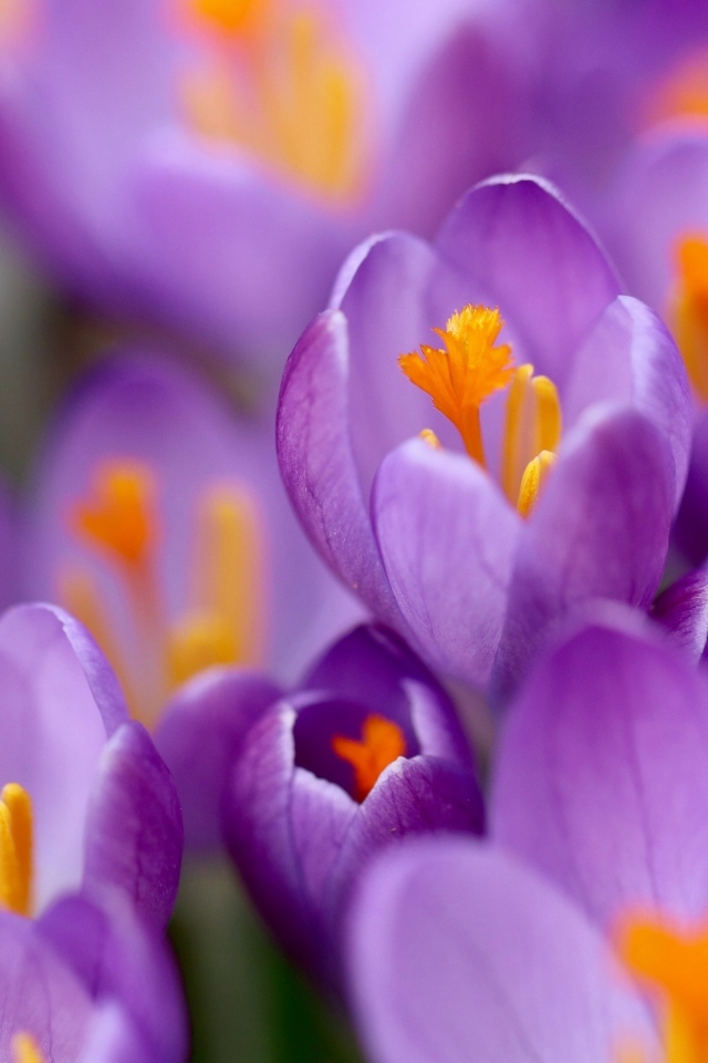 Крокусы на клумбе крупным планом