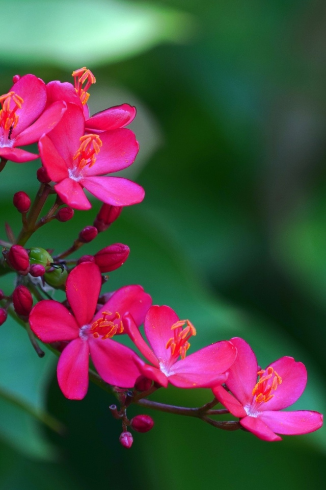 Милые розовые цветы перегринас крупным планом